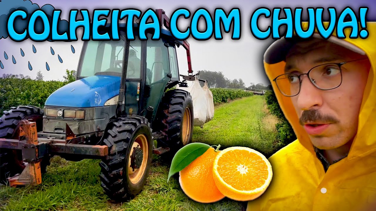 COLHENDO LARANJA DEBAIXO DE CHUVA!