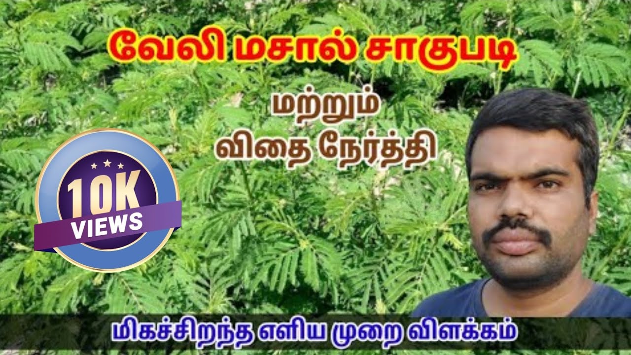 வேலி மசால் சாகுபடி ம&zwnj;ற்று&zwnj;ம் விதை நேர்த்தி || Hedge lucerne || Velimasal in tamil