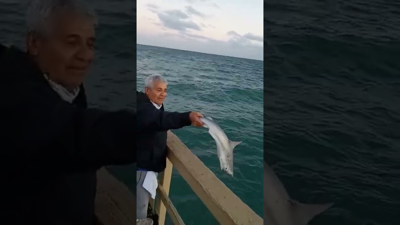 baby shark do do do do #jawsjr
