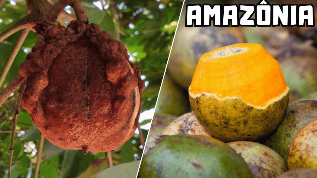 10 frutas brasileiras mais incríveis e curiosas nativas da Amazônia