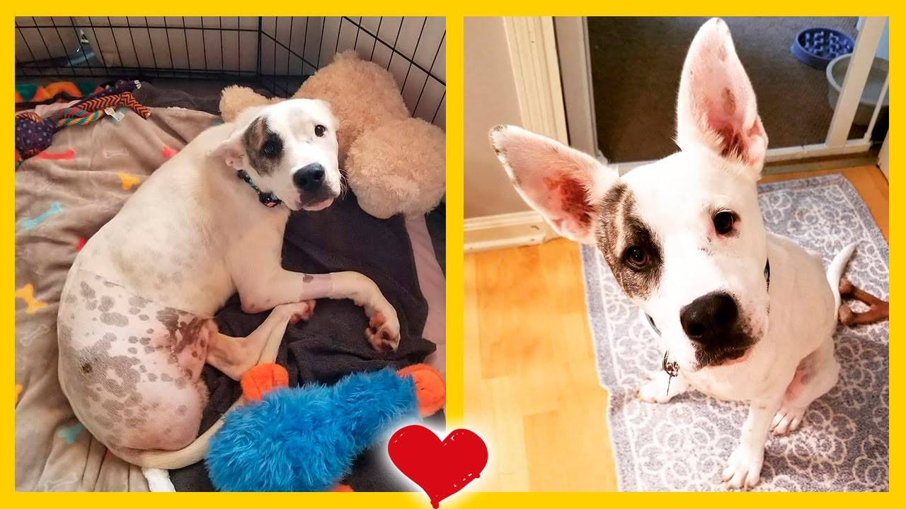 Perro rescatado a un lado del camino es muy feliz ahora 🐶💚