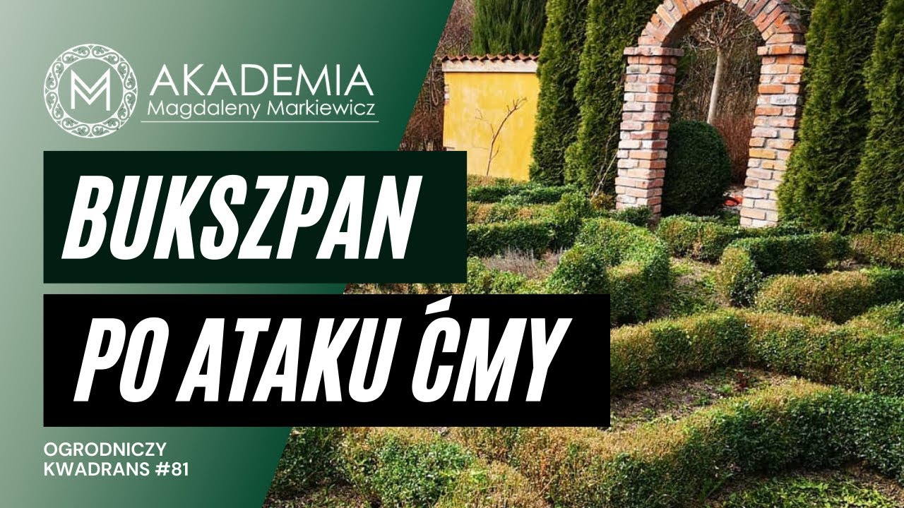 Ogrodniczy Kwadrans 81. Jak uratować bukszpan po ataku ćmy?