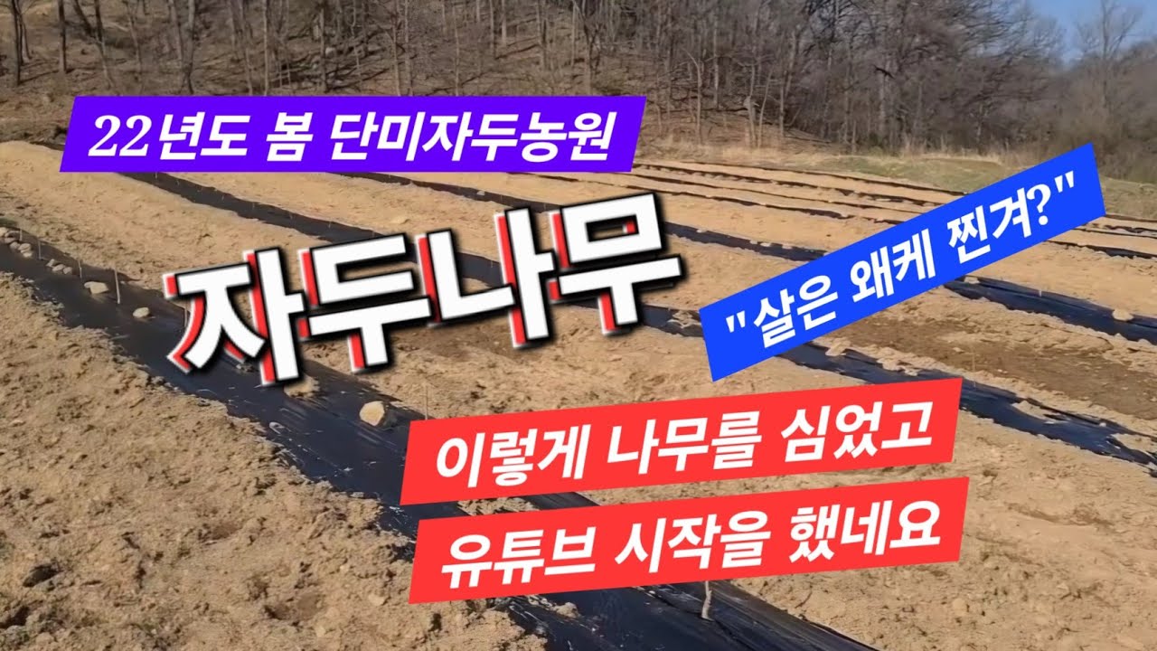 1년차 자두나무심기와 제초매트멀칭  자두농원 만드는 일이 힐링일줄이야~!!!!