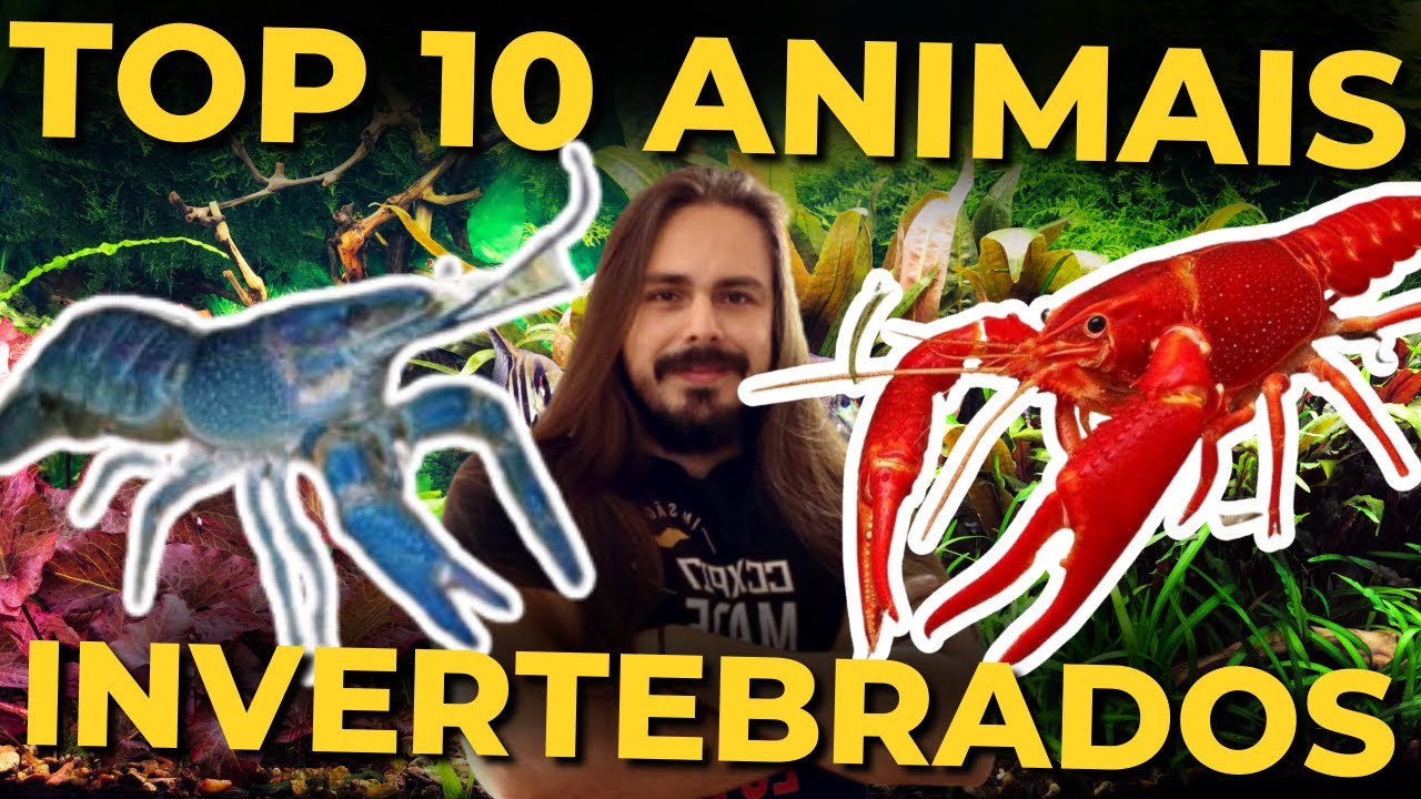 🔴10 INVERTEBRADOS INCRÍVEIS PARA AQUÁRIOS |Mr. Betta|