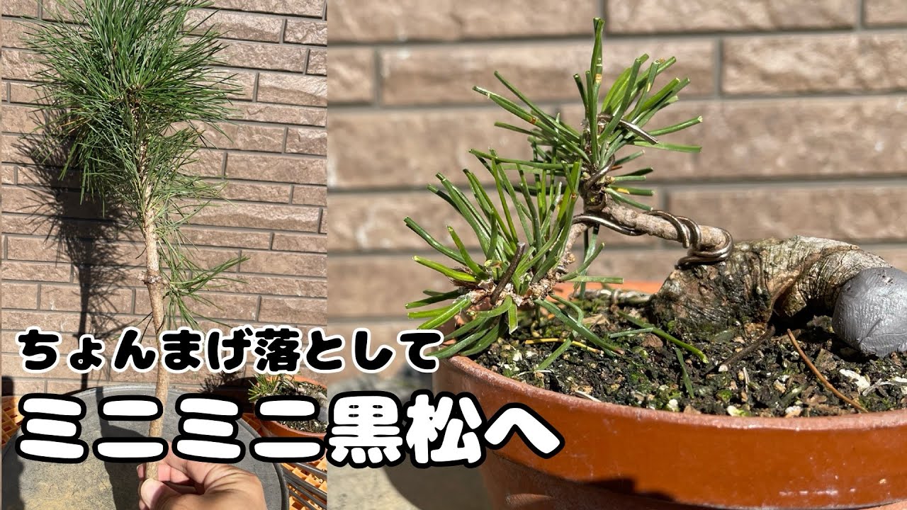 【黒松】自立出来ない、実生5年生。ミニ盆栽に変えていく。【盆栽】
