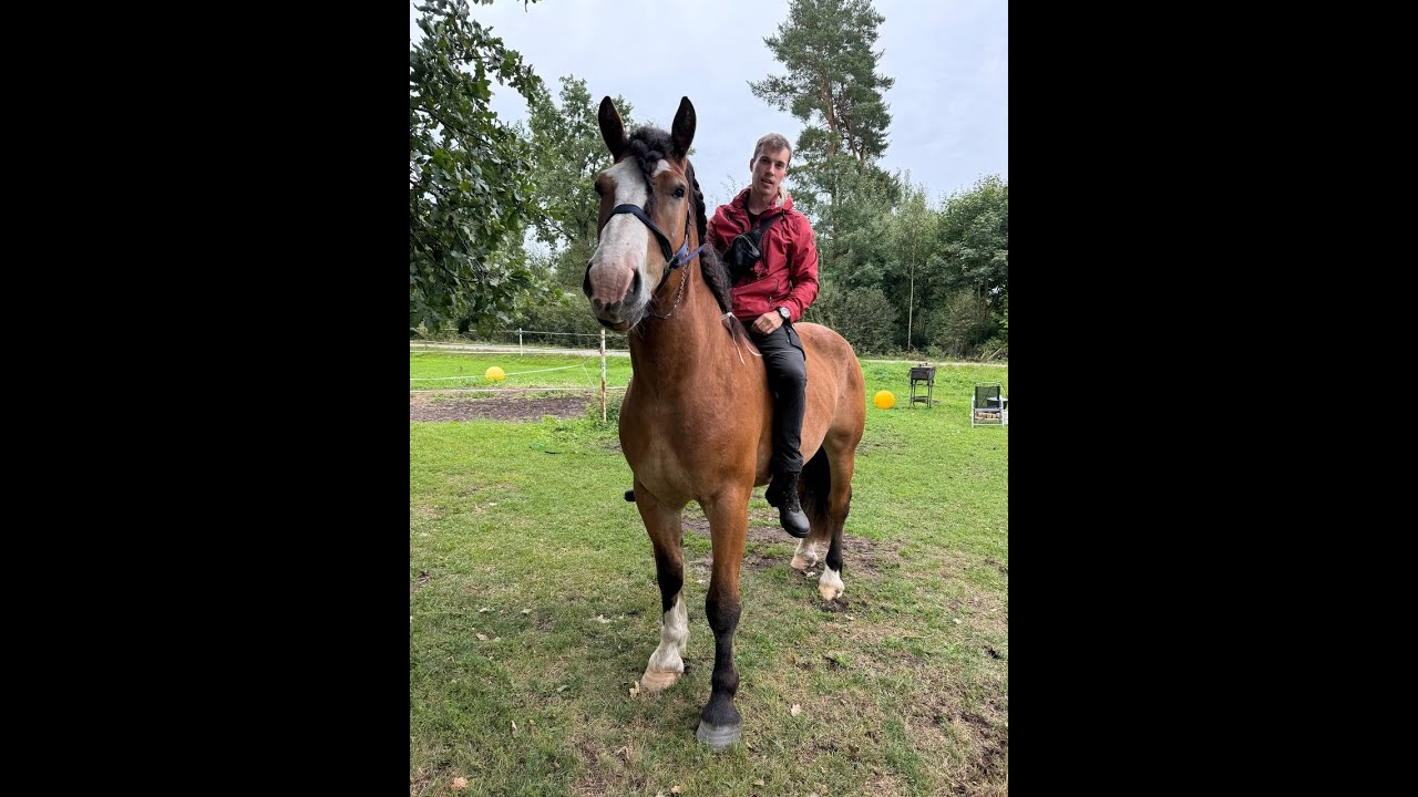 Absolutely sweet heavy type of gelding,  8yo, 175 cm d