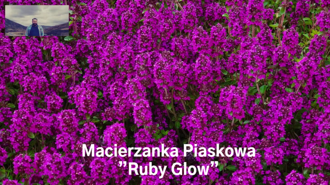 Pięknie kwitnąca Macierzanka Piaskowa 'Ruby Glow'