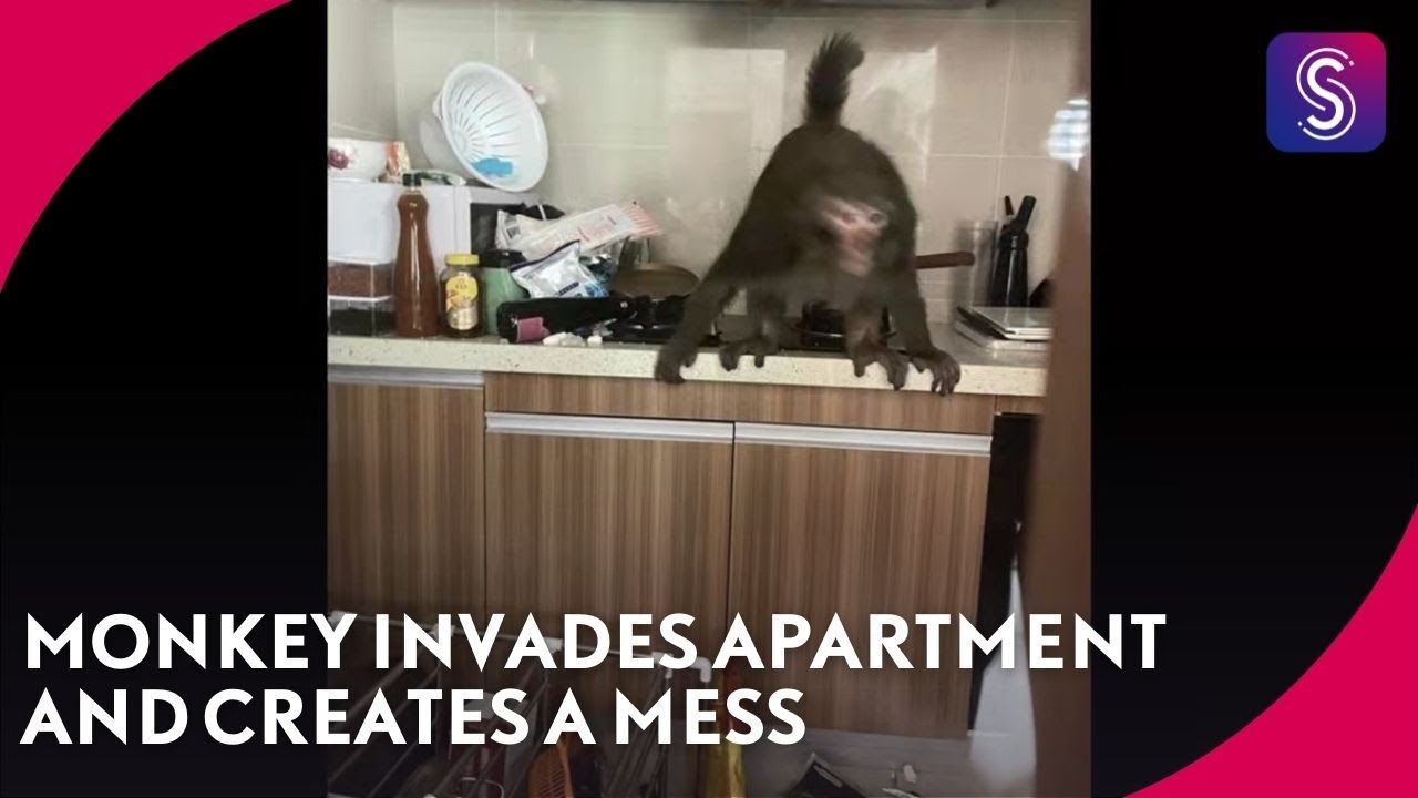 Monkey invades woman's flat and creates a mess