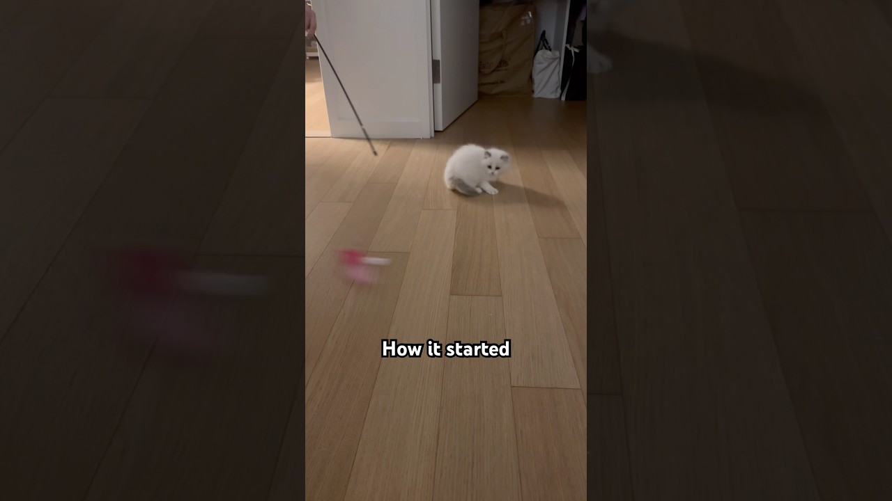 She was just a tiny fur ball… look at her now 🐾✨ 