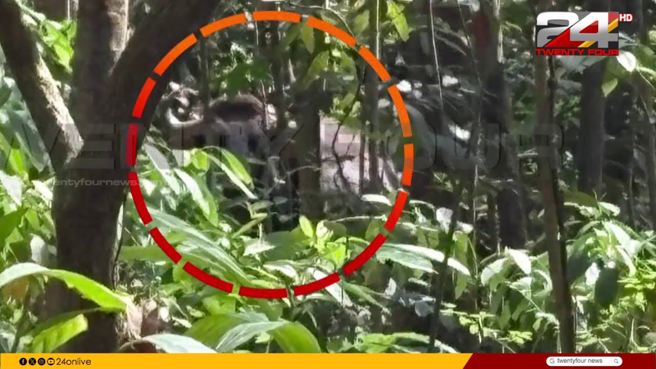 നെയ്യാർഡാമിന് സമീപം കാട്ടുപോത്ത് ആക്രമണം, വനംവകുപ്പ് ജീവനക്കാരന് പരുക്ക് | Neyyar Dam | Trivandrum