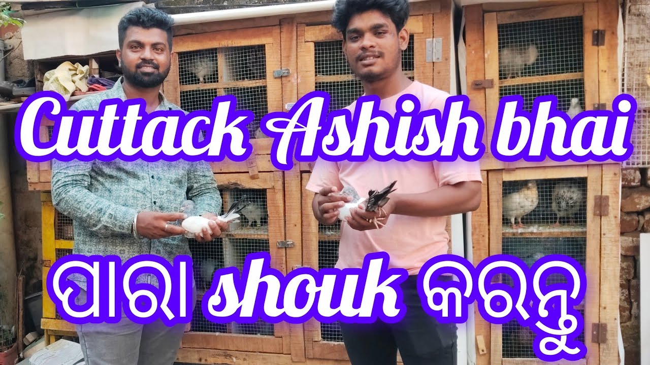 Cuttack  Ashish bhai pigeon shouk karantu // Cuttack pigeon @Mk-odia-vlogs 