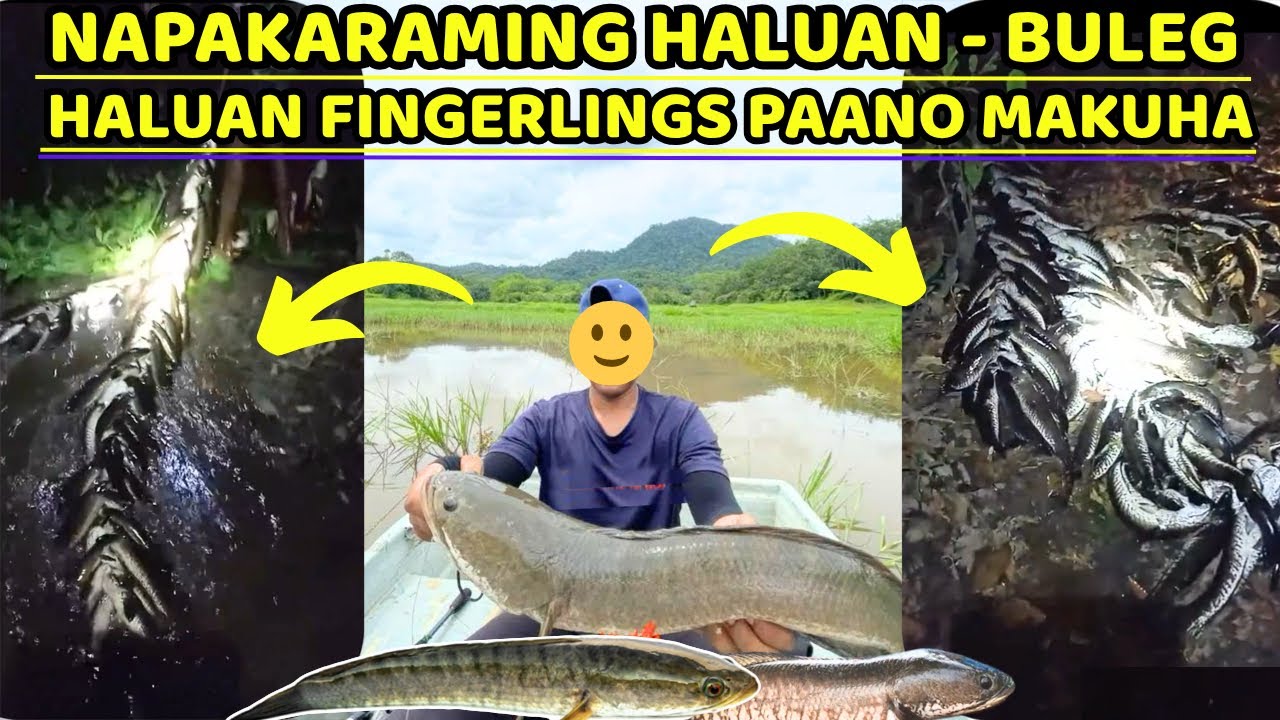 NAPAKARAMING HALUAN - BULEG  || HALUAN FINGERLINGS PAANO MAKUHA