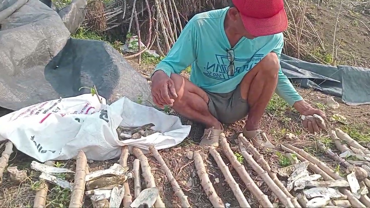 SINGKONG NIAT DI JADIKAN GAPLEK GAGAL TOTAL JADI GATOT. KARNA DI GUYUR HUJAN TIAP HARI