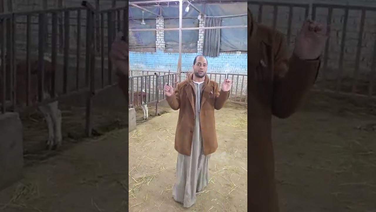 إمبراطور الذكر البقر يقدم عجل رقم 1 وأسعار في المتناول مع الحج حمادة كمل الفيديو للحجز.01091804998