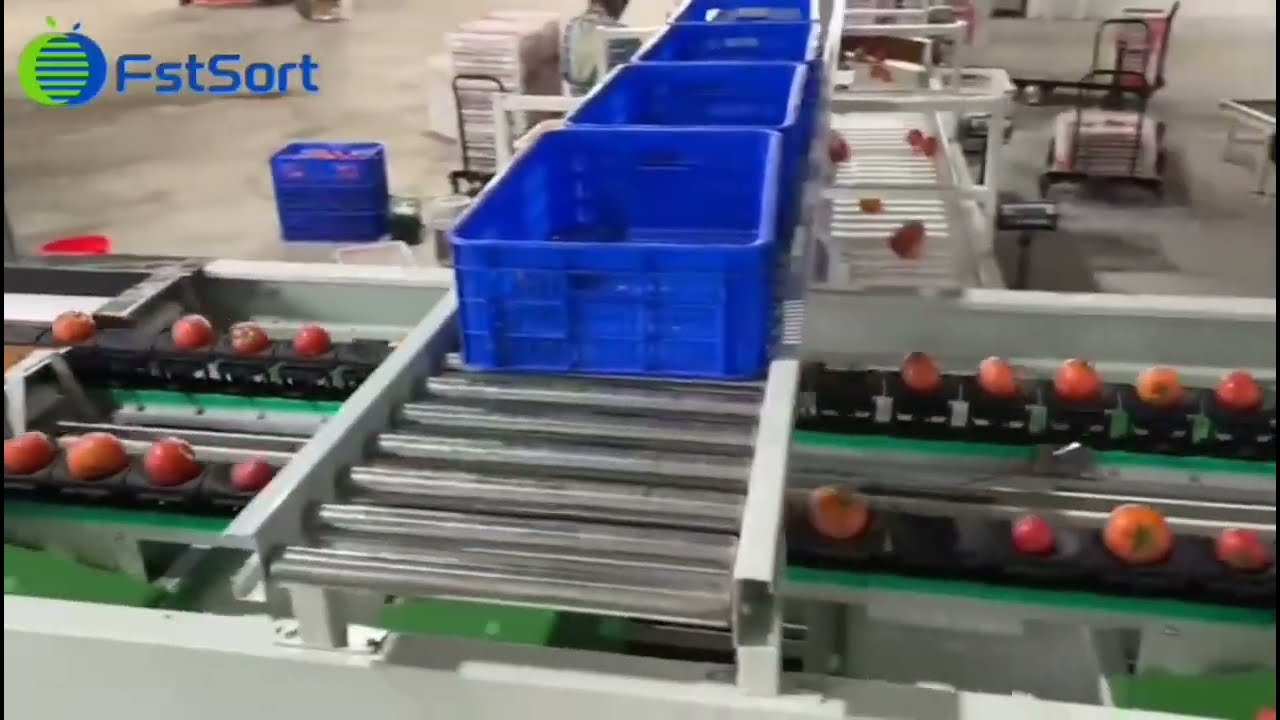 Tomato electronic weighing and grading packaging machine tomato processing line sorting tomato