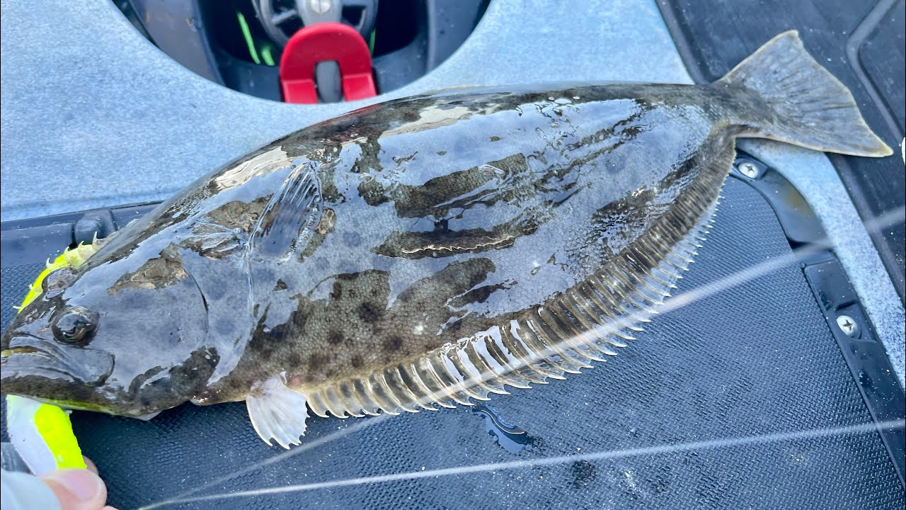 San Diego Bay Kayak Fishing Harbor, Shelter Island Halibut & Spotted bass.