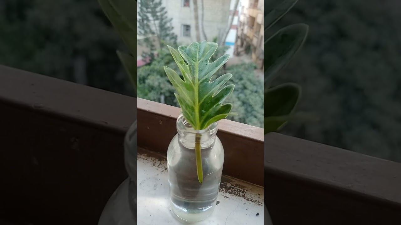 philodendron propagation in water without soil #youtubeshorts #shorts #tranding #viral #flowers