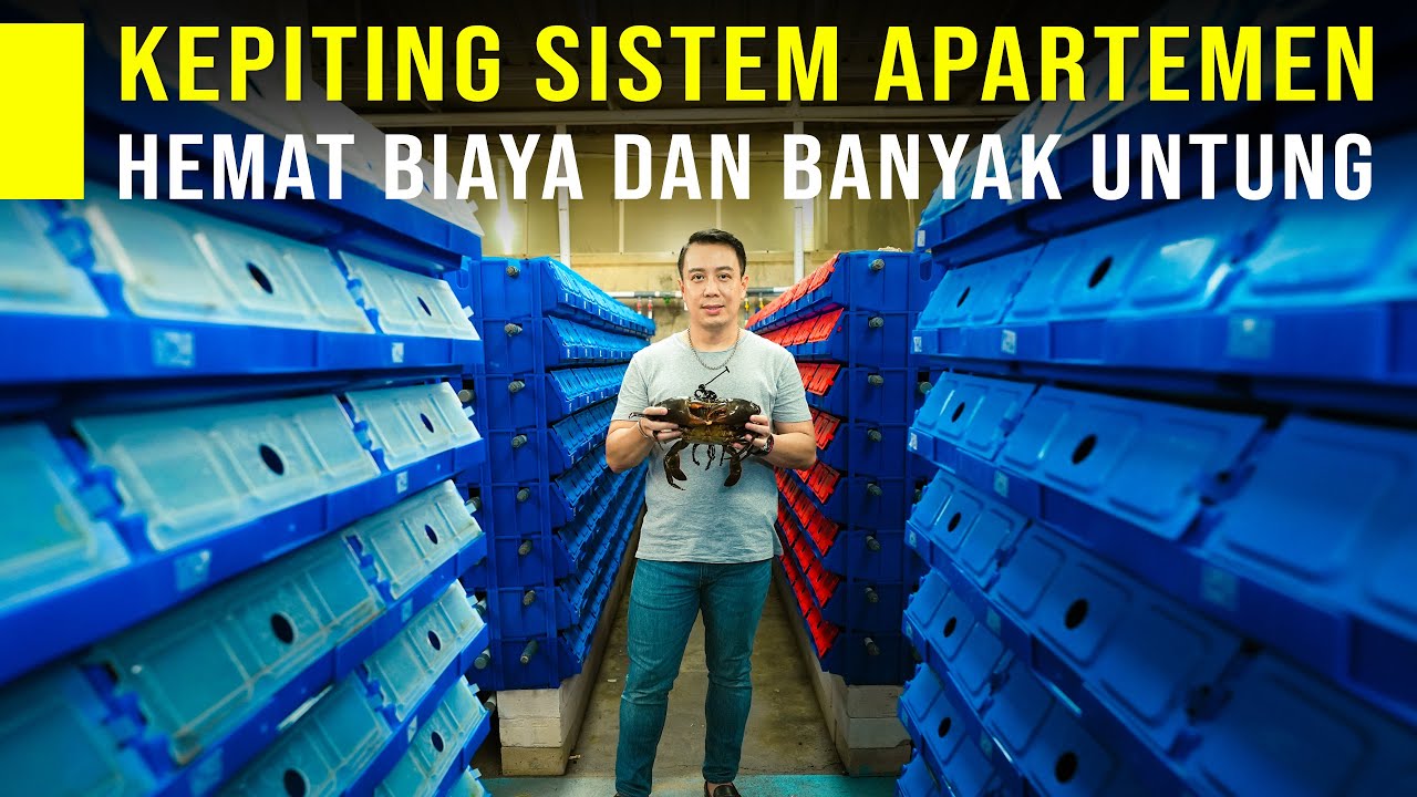 HEMAT BIAYA BUDIDAYA KEPITING 2000 BOX DALAM 1 RUMAH PERAWATAN MUDAH PANEN MELIMPAH