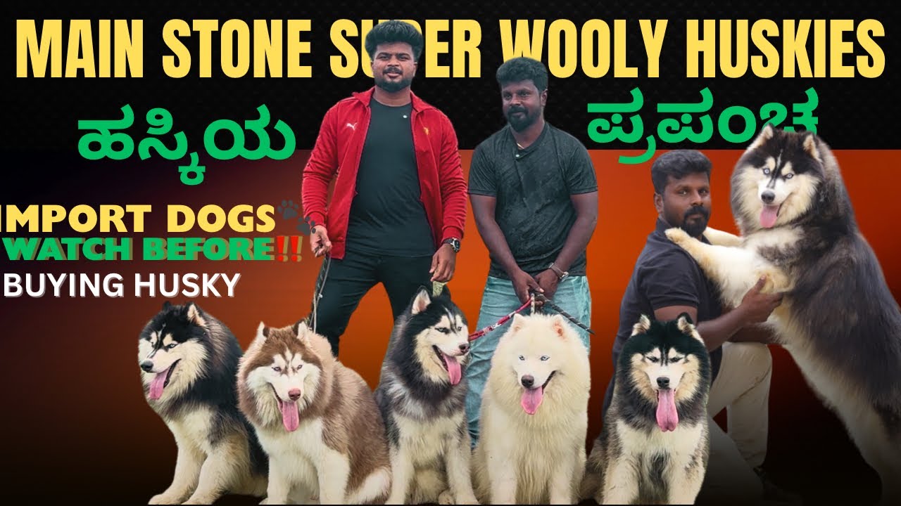 MAIN STONE KENNEL | SUPER WOOLY HUSKIES | IMPORTS🇹🇭 | YUVA PRAPANCHA | #husky
