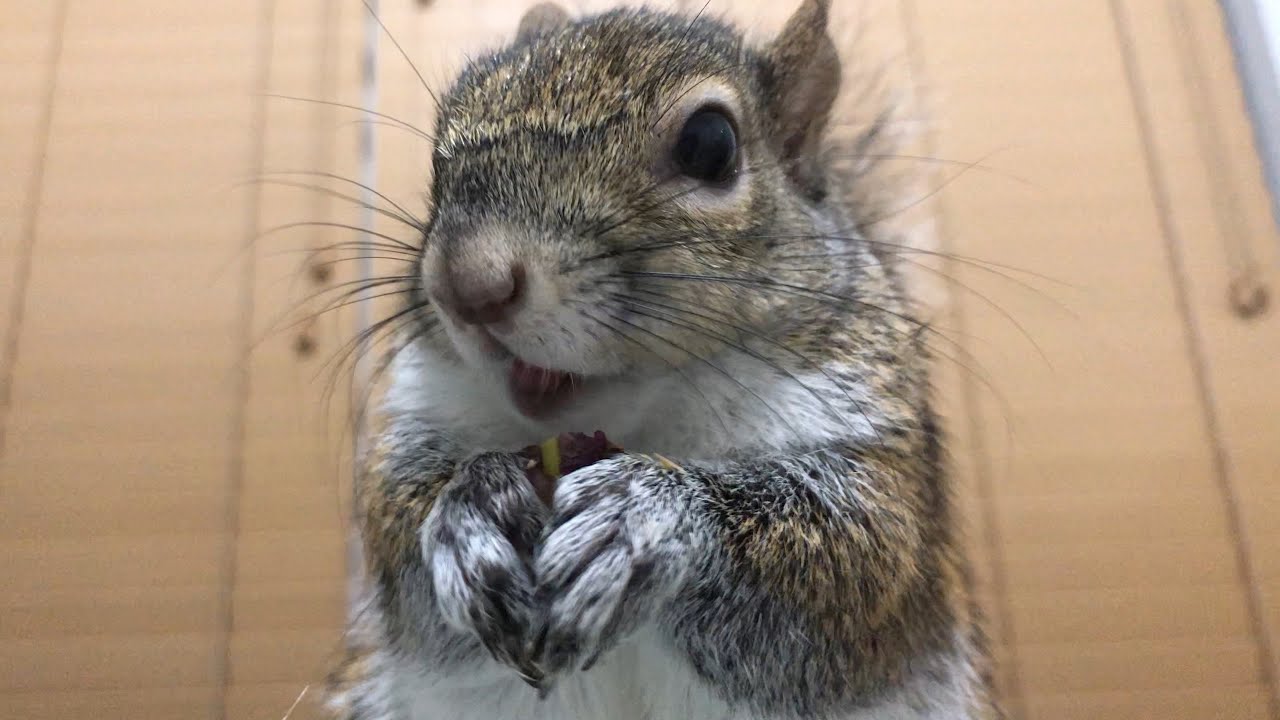 Seymour & the Drama Queen Sabrina 🐿🐿