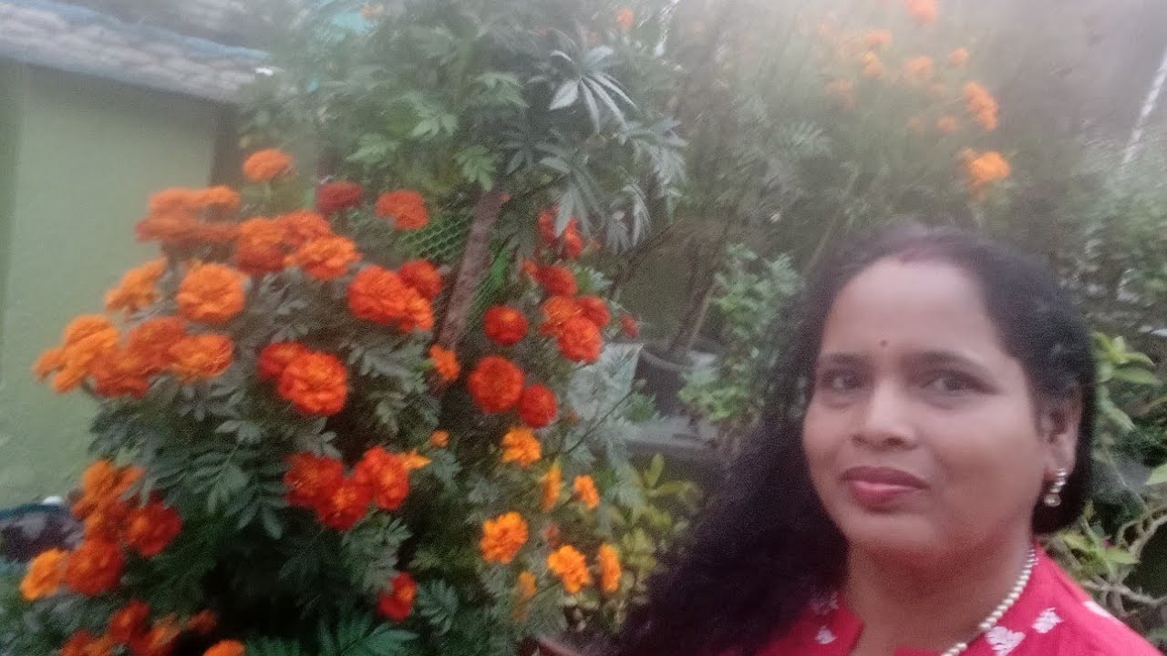 How to grow and care marigold flowers in winter ଶୀତ ଦିନରେ ଗେଣ୍ଡୁଫୁଲ ଓ ଗଛର ଯତ୍ନ କେମିତି ନେବା 