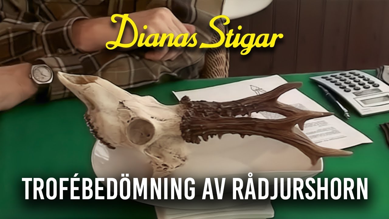 Trofébedömning och mätning av rådjurshorn
