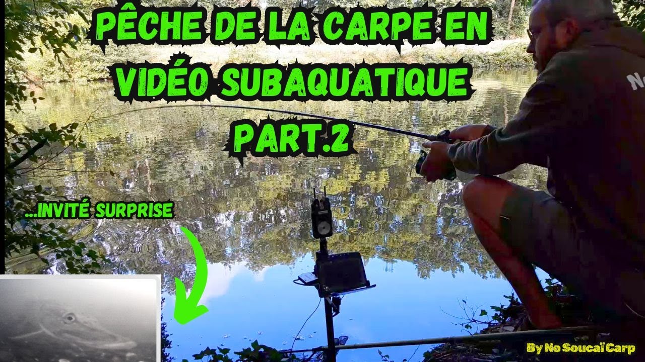 Pêche de la carpe en vidéo subaquatique