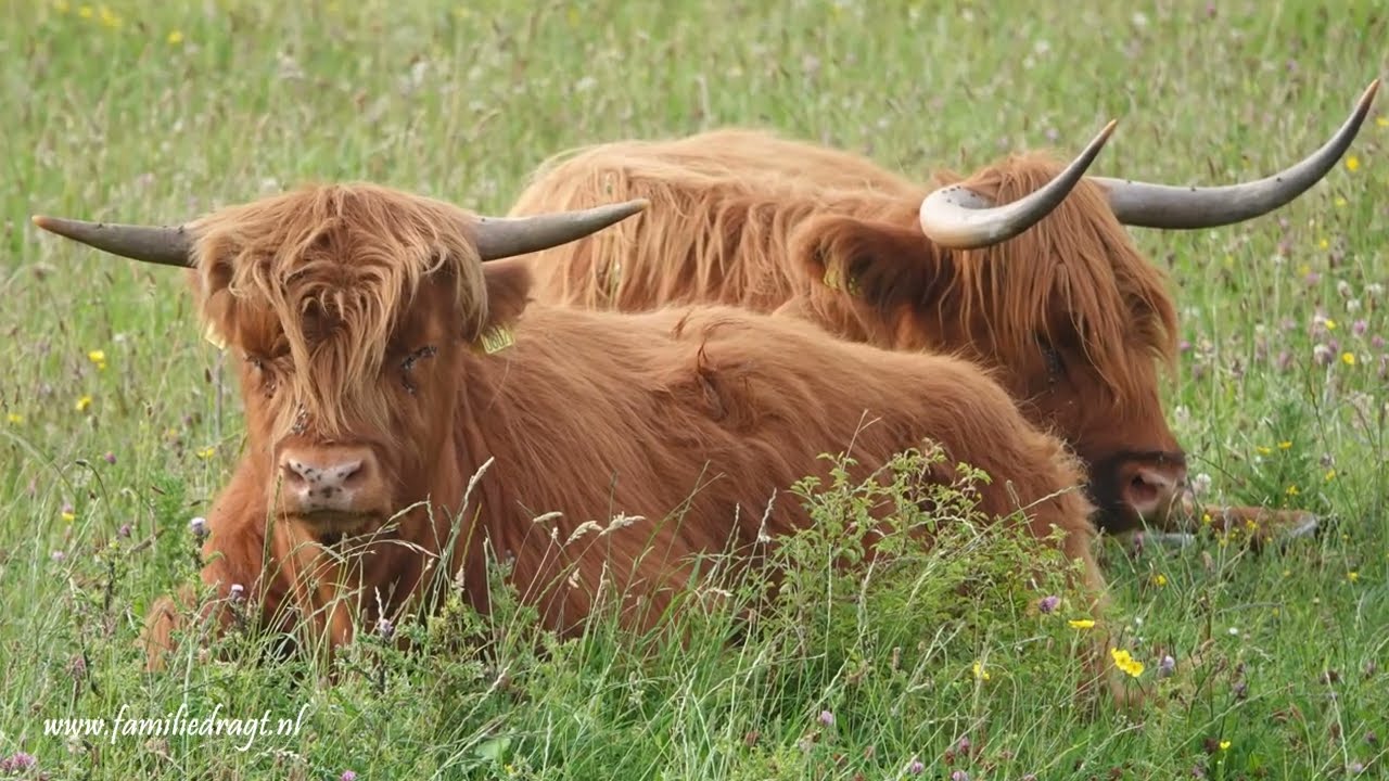 Bentwoud , afwisselende natuurbeelden, juni 2025.