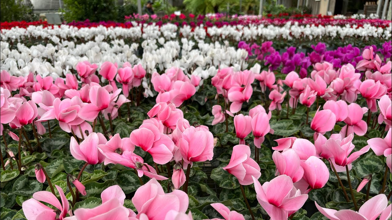 At a Garden center in the winter | January 2026