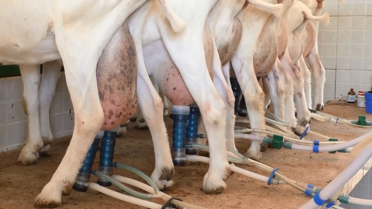 Produção de leite de cabra em Alfenas