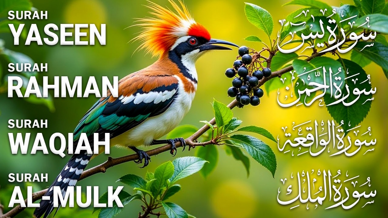 Most Beautiful Surah Yaseen (Yasin) | Surah Rahman | Surah Waqiah | Surah Mulk |Ep35 DailyTilawat Tv