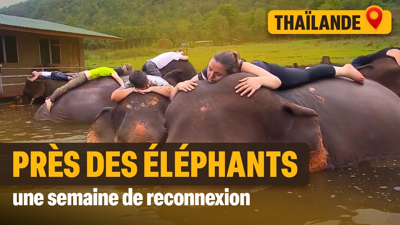 L'éléphant-thérapie en Thaïlande : arnaque ou vraie cure ?