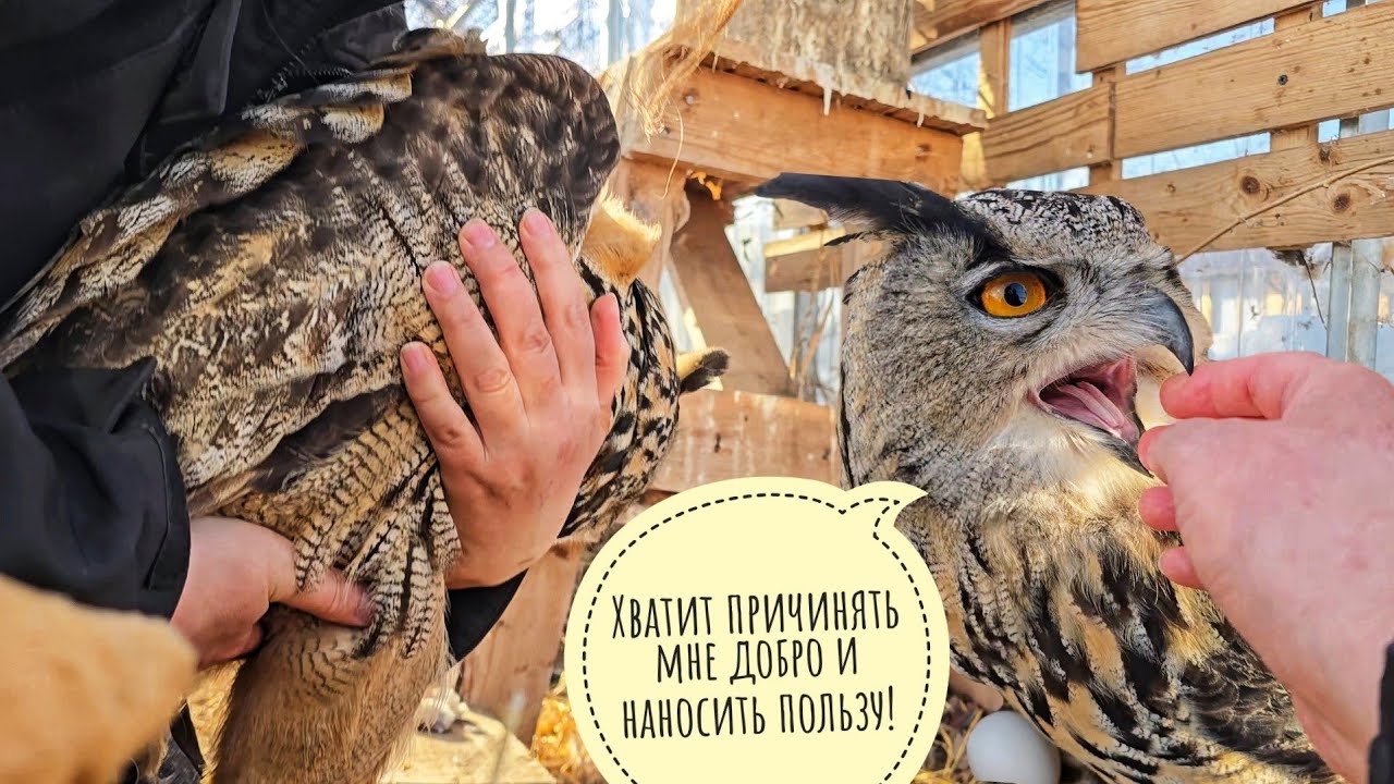 Пёс Кубик умчал за рыбовозом! Вынесла сову Ёль из ямки против её воли. Как дела у фазанов?