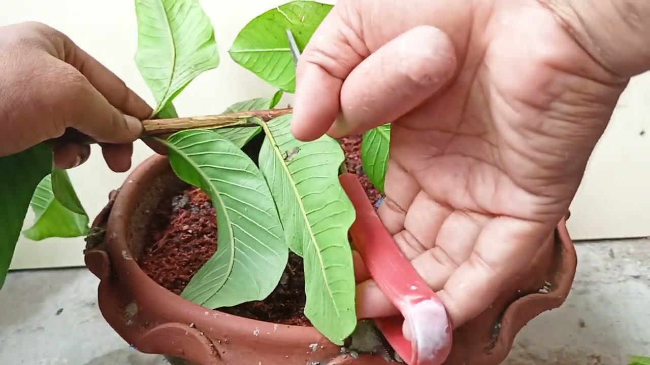 How to grow guava tree || BD Agro Tips