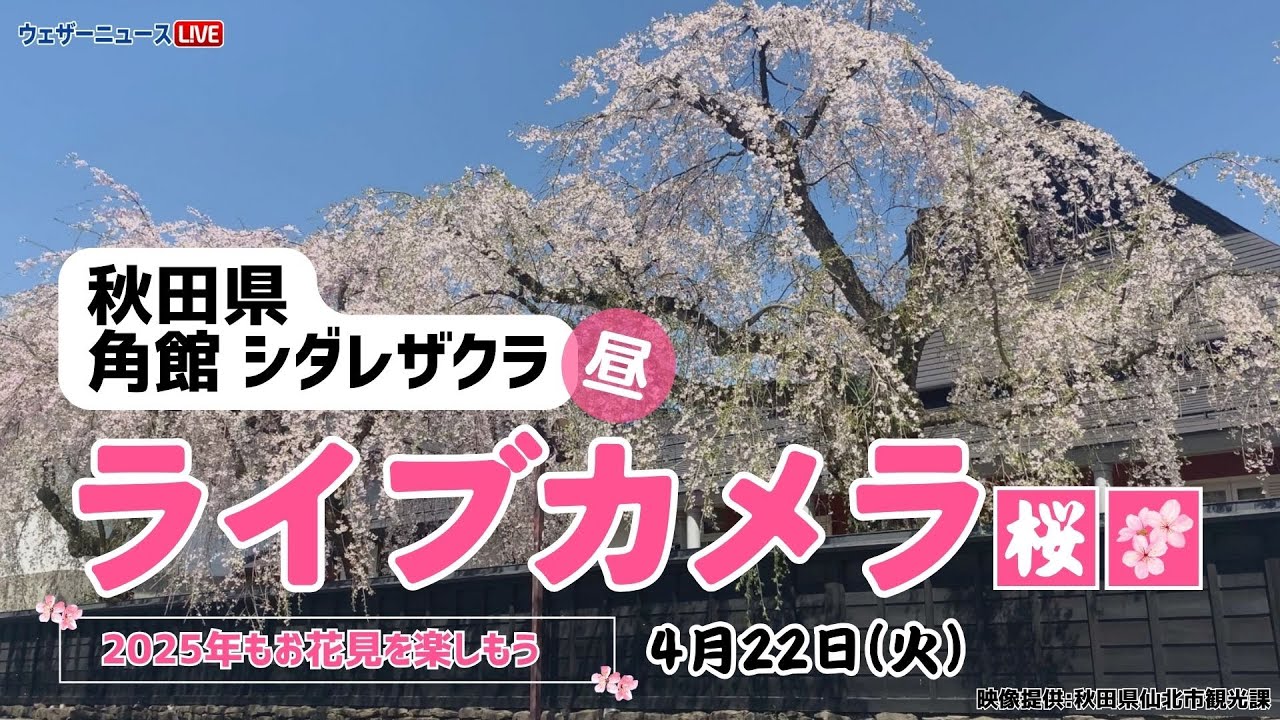 【桜ライブカメラ】枝垂れ桜／「秋田県・角館」ライブカメラより/Cherry Blossom Live Camera　 2025年4月22日(火) #桜  #さくら #枝垂れ桜