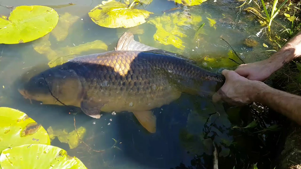 Karpervissen stadswater 2017