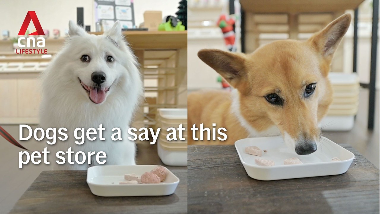 «The Dog Grocer» — это не обычный магазин кормов для животных, там проводят дегустации.