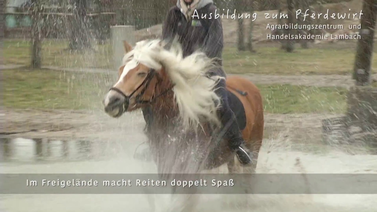 Pferdewirtschaft abz Lambach