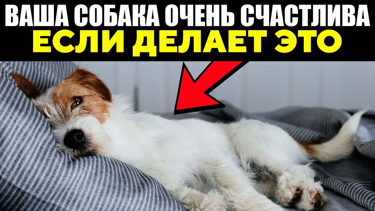 15 Признаков, что Твоя Собака БЕЗУМНО СЧАСТЛИВАЯ!
