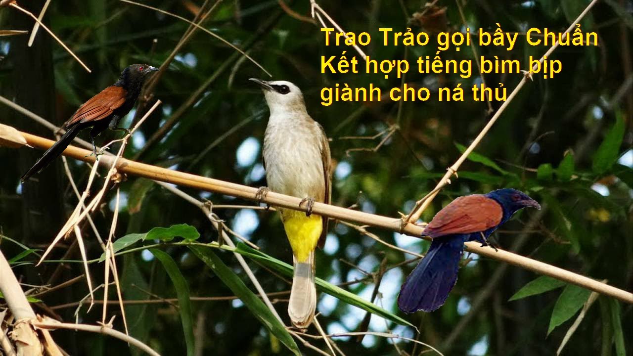 Tiếng trao trảo kêu mồi CHUẨN - Kết Hợp tiếng bìm bịp giành cho ná thủ