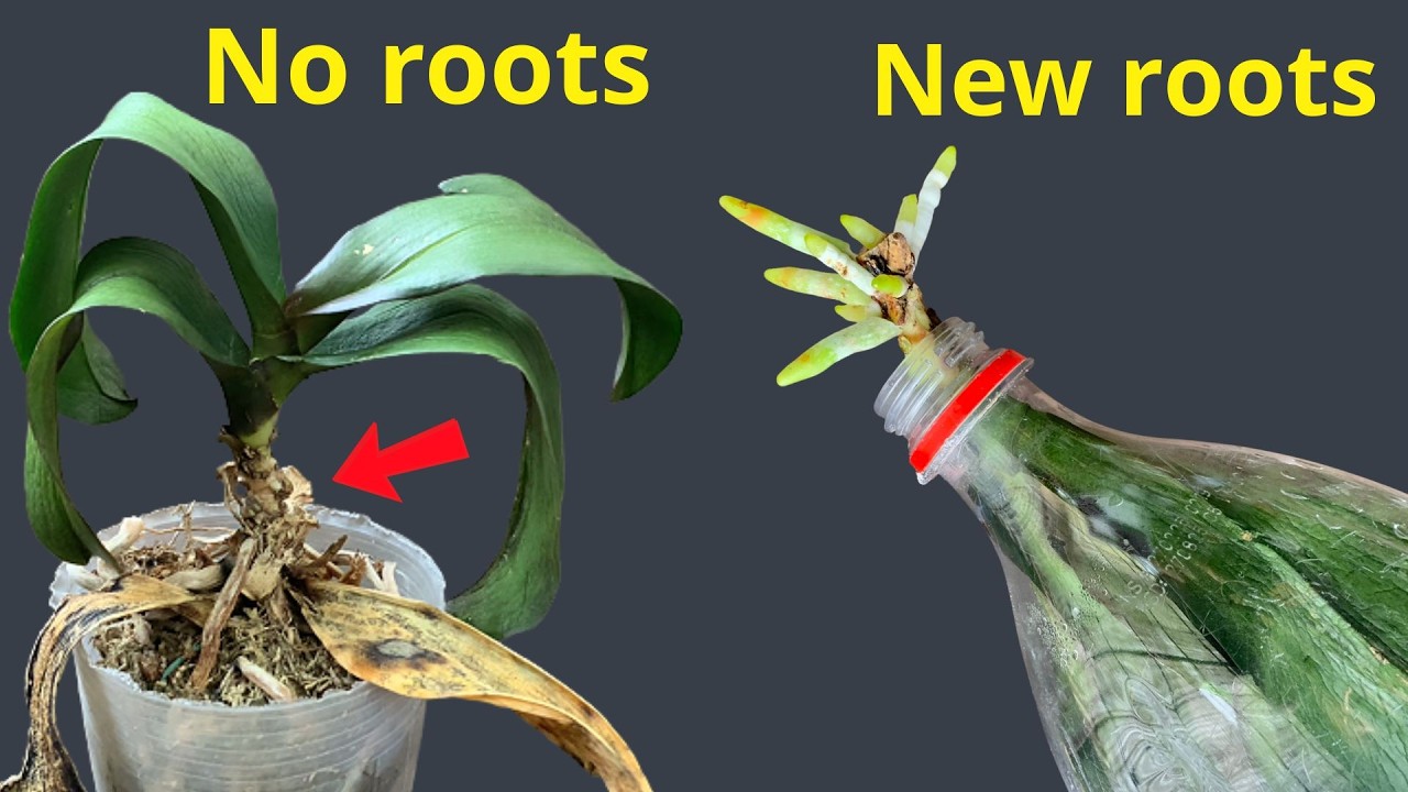 Эта орхидея потеряла все свои корни… Вот что произошло.