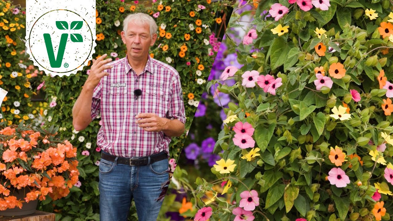 Rankpflanzen für Balkon & Garten - Volkers Gartenwissen