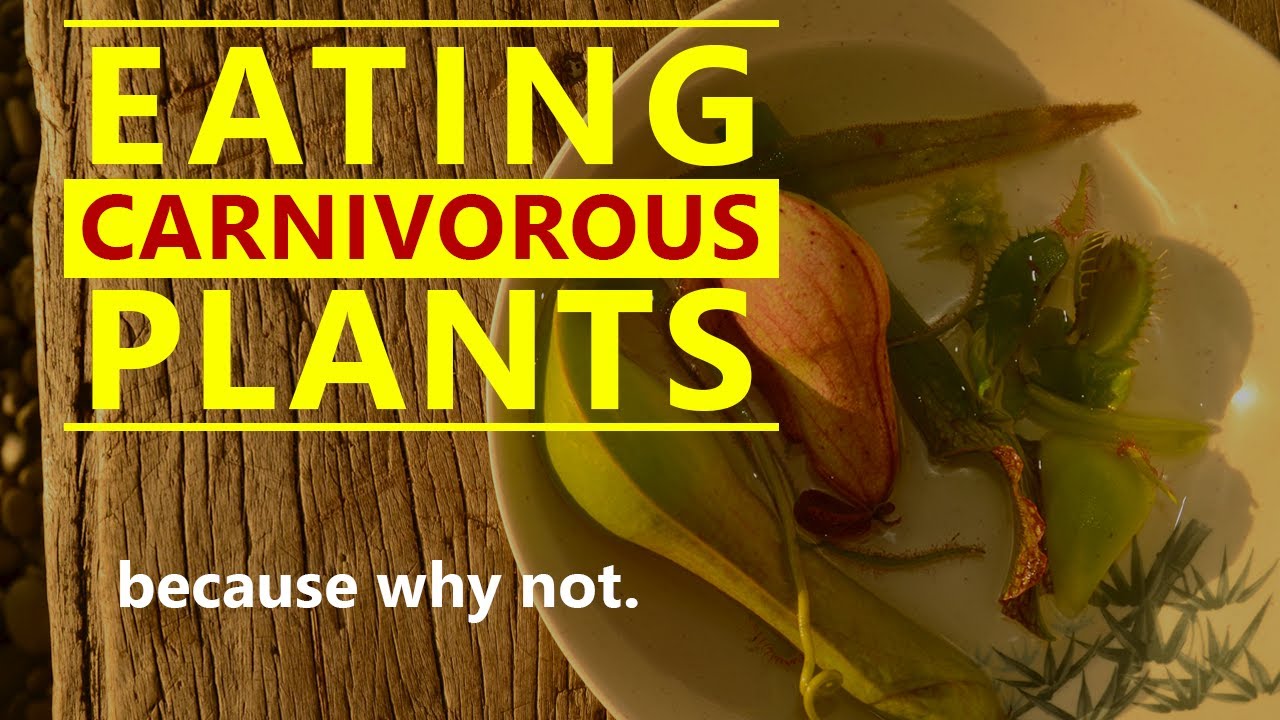 I Ate a Venus Flytrap - THE FORBIDDEN SALAD (Eating Carnivorous Plants)