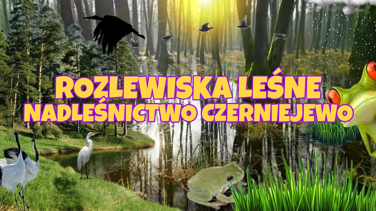 ROZLEWISKA LEŚNE || NADLEŚNICTWO CZERNIEJEWO #wildlife #nature #video #4k #drone