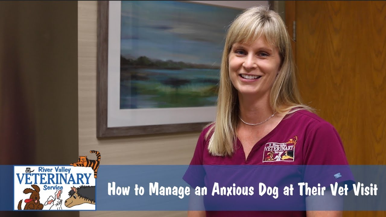 How to Manage an Anxious Dog at Their Vet Visit