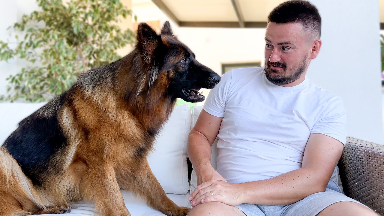 German Shepherd Attacks Owner with Love!