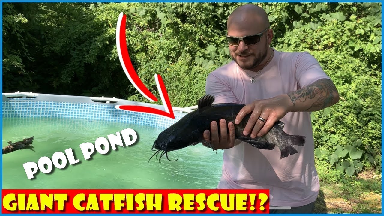 2 GIANT CATFISH RESCUED for My Pool Pond!!