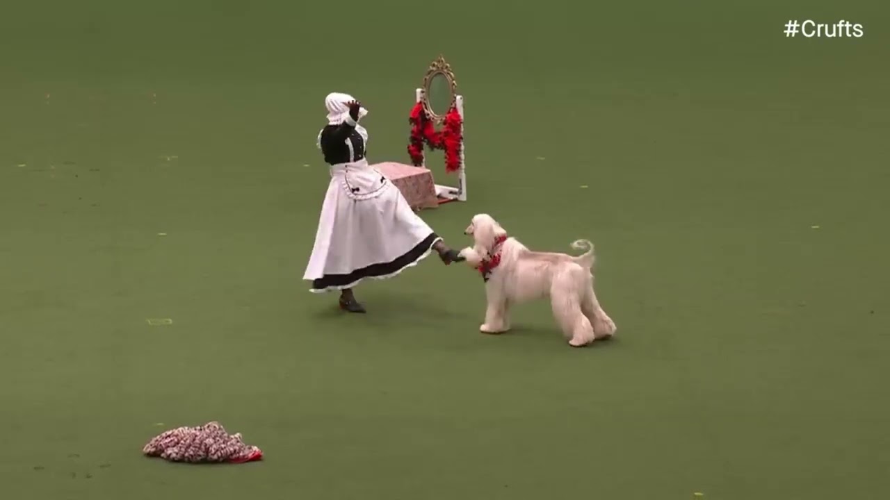 Afghan Hound Fabio Performs at Crufts - Dog dancing/Freestyle + Results