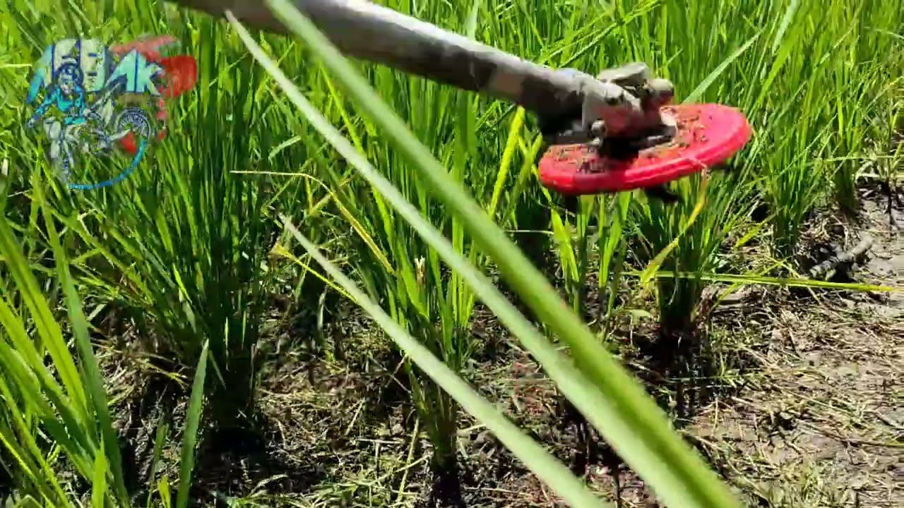 Matun Padi Pakai Mesin Potong Rumput#potongrumput