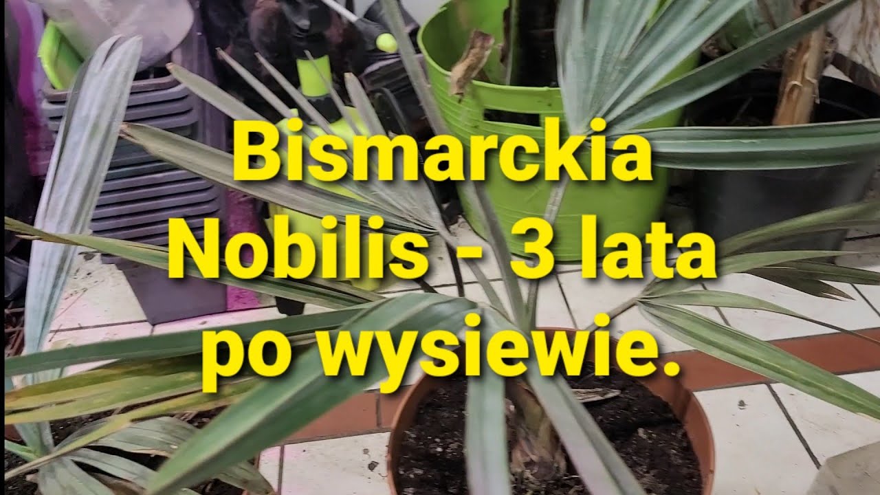 538#. Bismarckia Nobilis- 3 lata po wysiewie